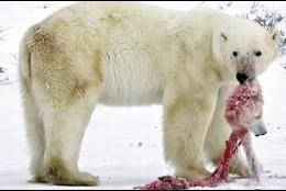 Un oso polar devora a su cría.