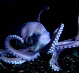 Pulpo.