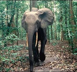 Un elefante en la selva africana.