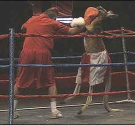 El canguro boxeando contra un hombre en el ring.