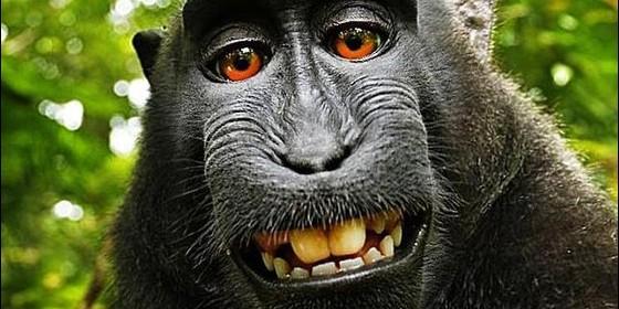 Descubren en el Himalaya un mono que estornuda y un pez que camina