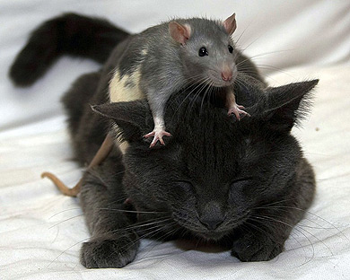 El gato y el ratón
