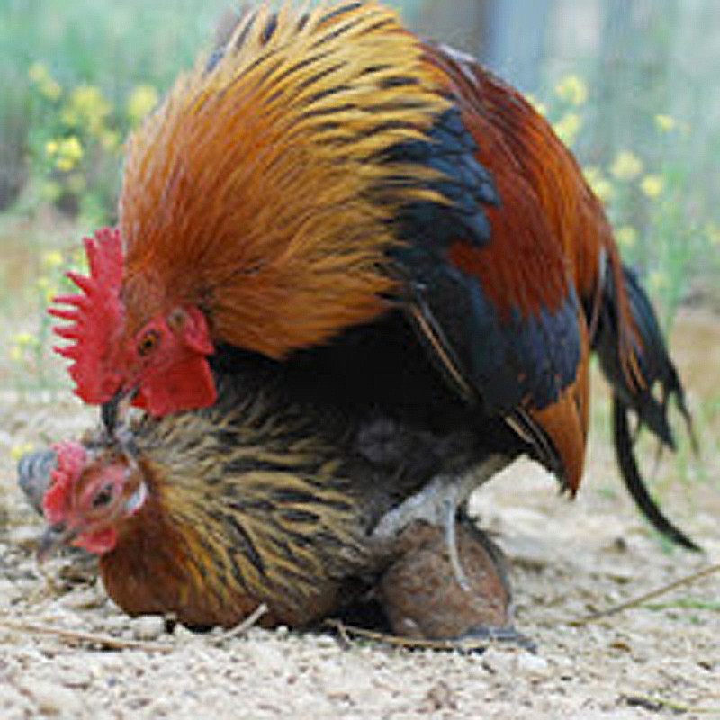 El extraordinario caso de las gallinas violadas