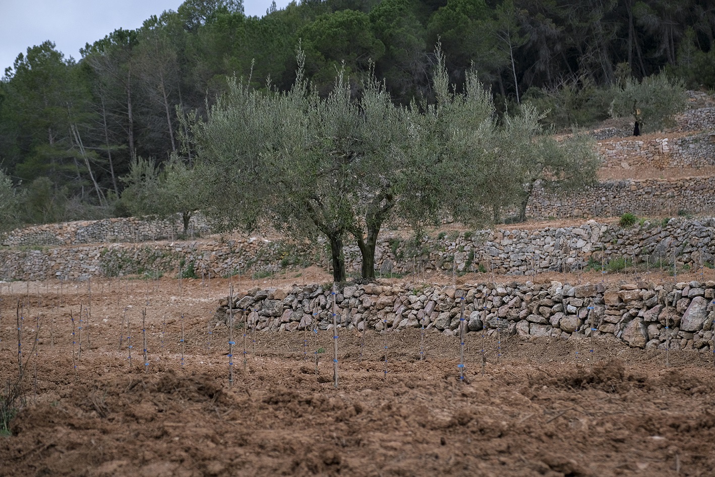 Familia Torres inicia un proyecto de viticultura ancestral en la D.O. Penedès