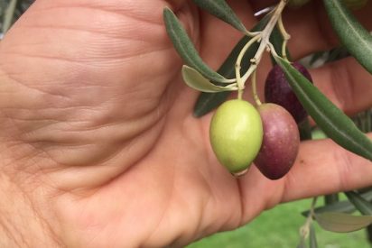 &iquest;Cu&aacute;ndo se recogen las aceitunas?