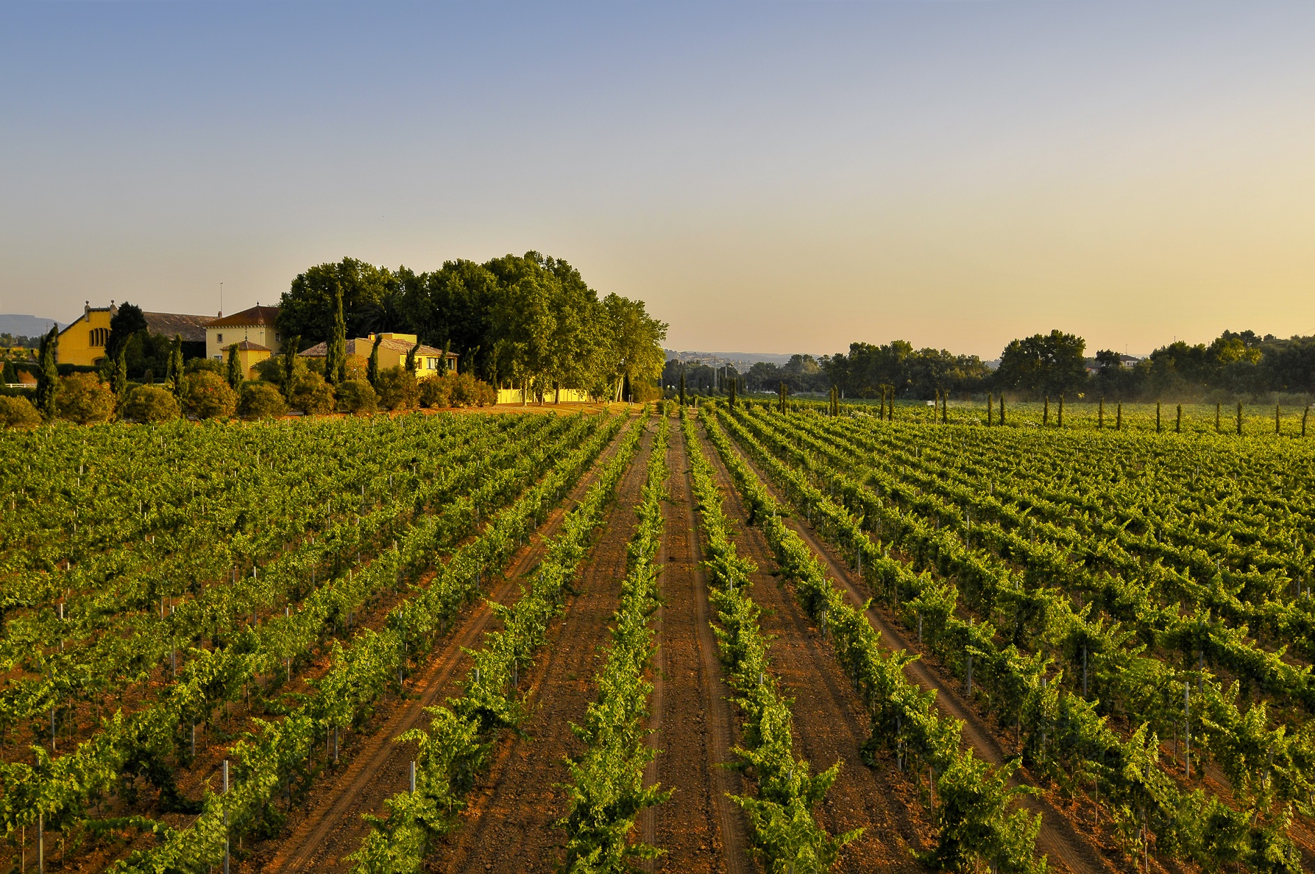 Familia Torres, la marca de vinos más admirada del mundo según los expertos