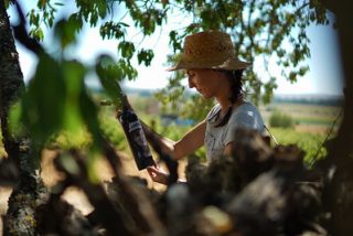 Matsu, la bodega en la D.O. Toro del Grupo Vintae, da la bienvenida a La Jefa 2018, su primer vino blanco