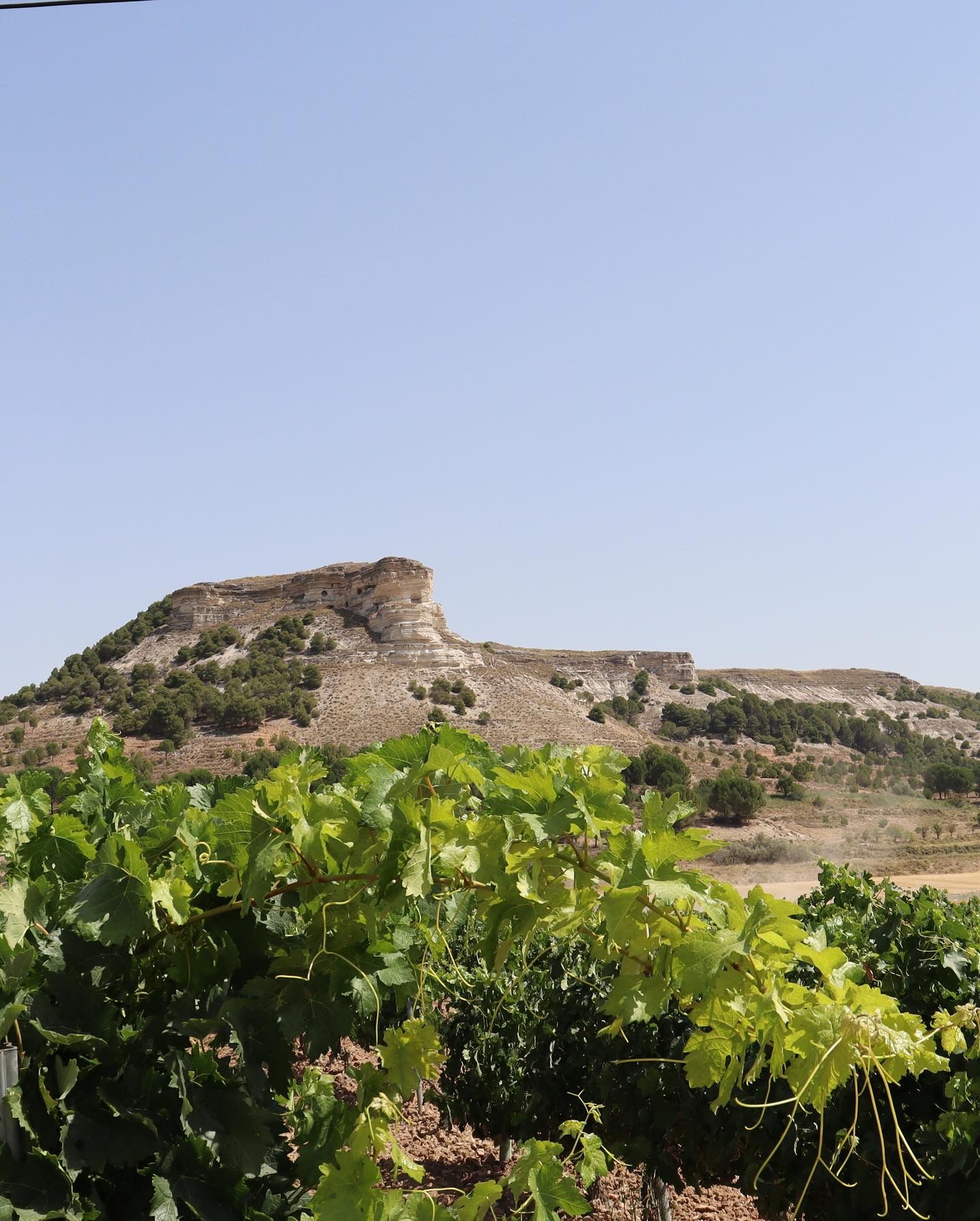 Bodegas Tinto Pesquera presenta sus nuevas a&ntilde;adas