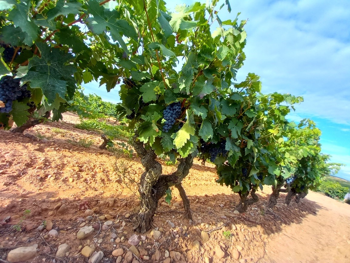 Un estuche de Roda con las añadas miticas de Rioja