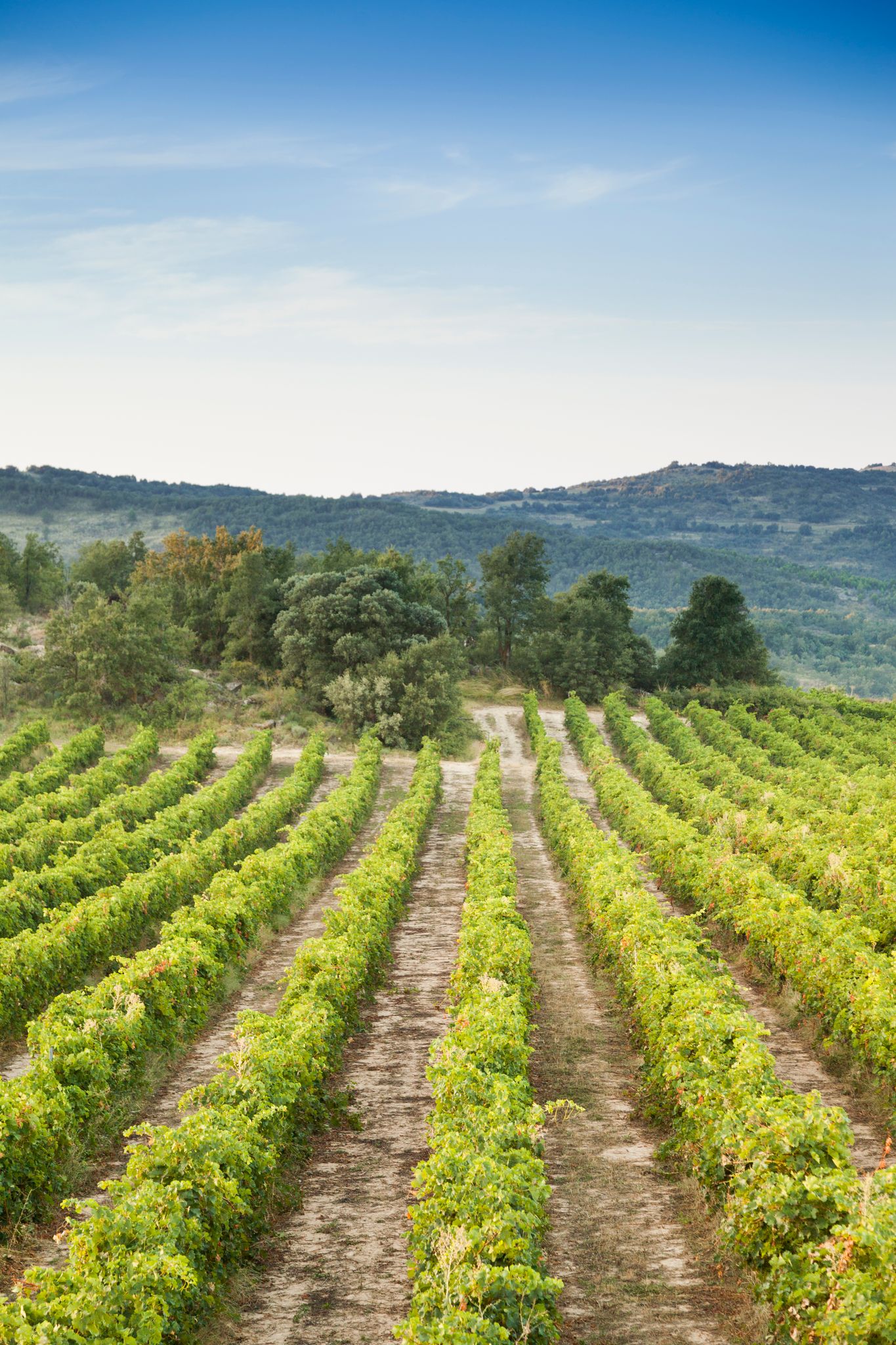 La Garnacha Perdida del Pirineo 2019, el alma de una garnacha de altura