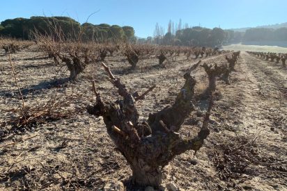 La poda en la bodega Vega de Yuso, en la Ribera del Duero
