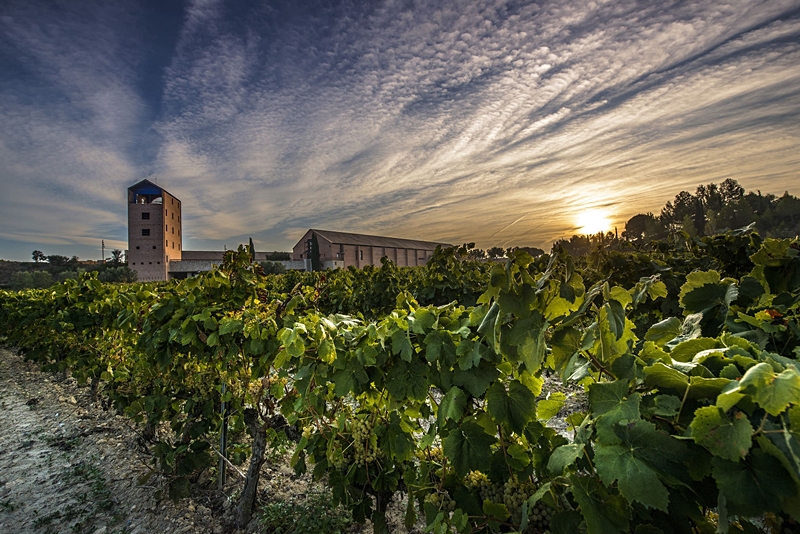 Juv&eacute; &amp; Camps Milesim&eacute; Ros&eacute; Gran Reserva, un cava monovarietal de pinot noir