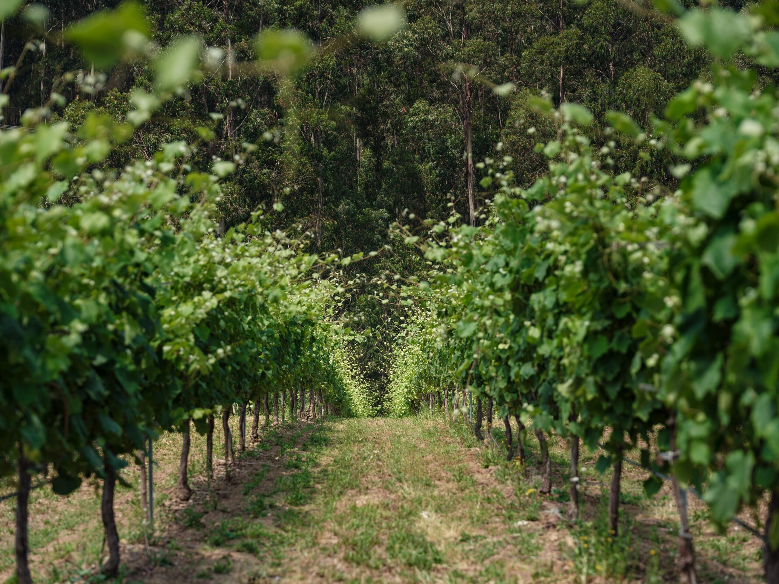 Finca Lobeira 2019, &uacute;ltimo vino de finca elaborado por Paula Fandi&ntilde;o, de Mar de Frades
