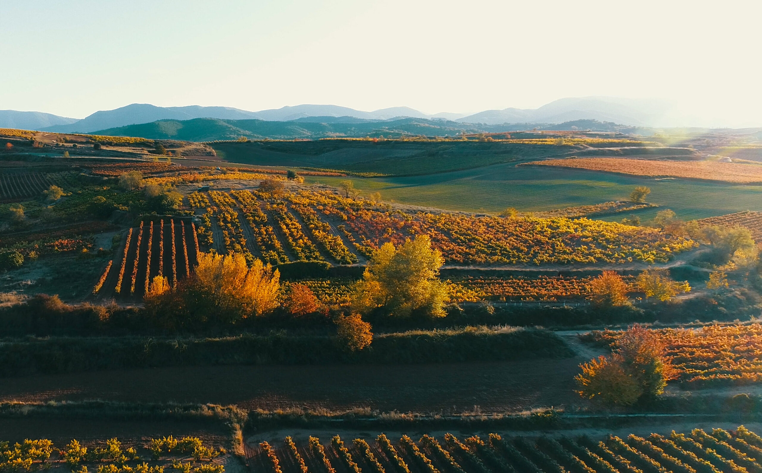 Vi&ntilde;edos El Pacto: la expresi&oacute;n aut&eacute;ntica del Alto Najerilla en un blanco lleno de personalidad