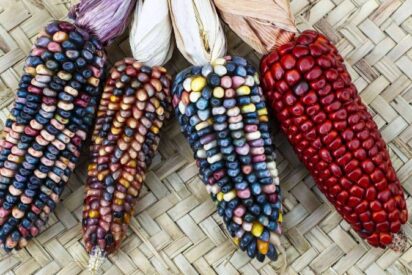 Ruta del Ma&iacute;z Maya 2025: un homenaje al arte y la alta cocina mexicana