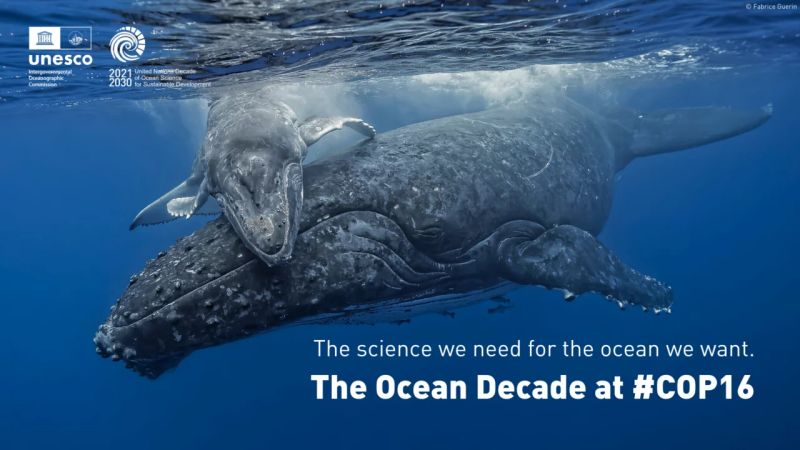 Los microorganismos marinos, componentes fundamentales para el equilibrio ecológico