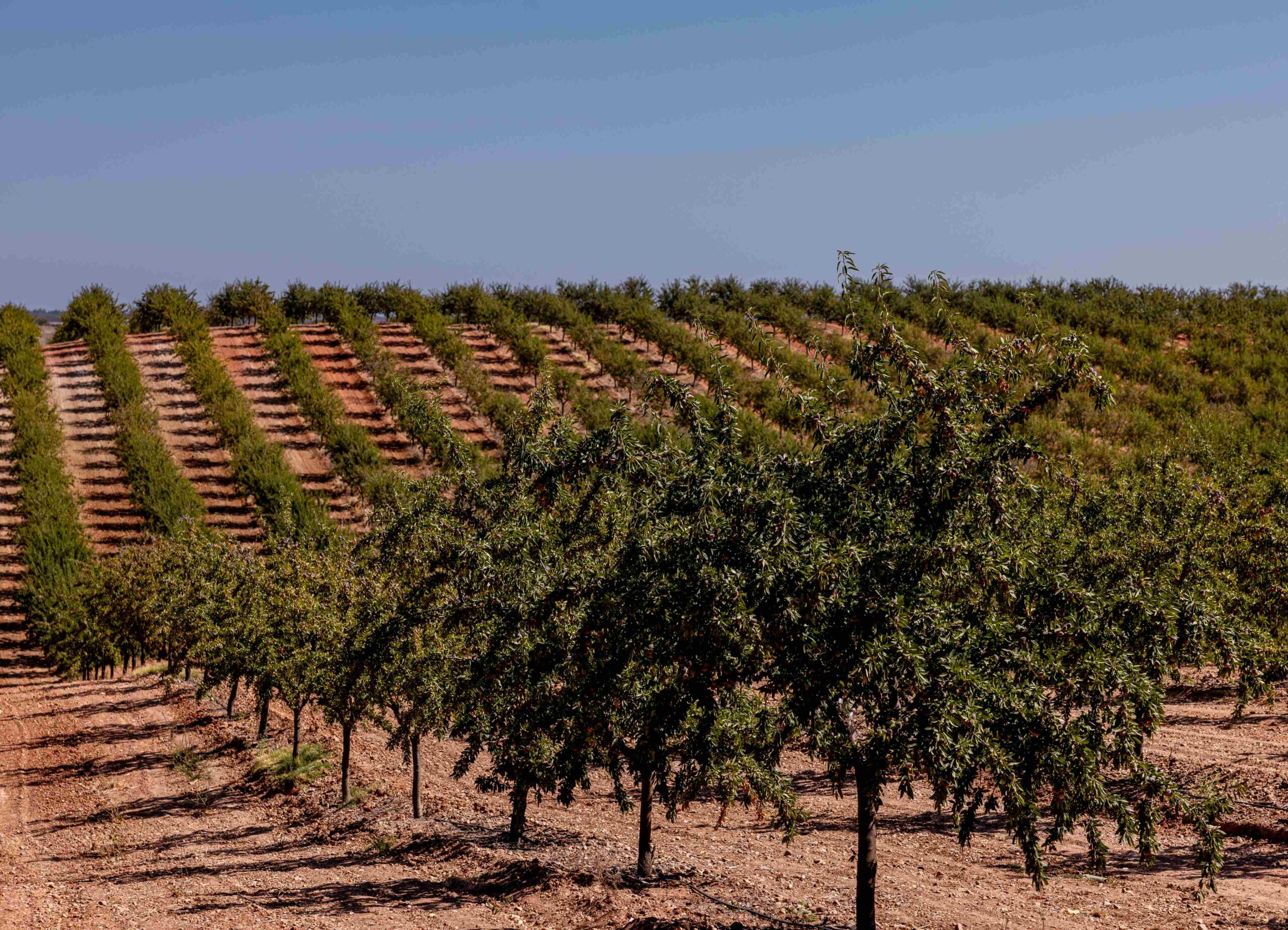 Almendra europea, el cultivo que combate la erosi&oacute;n en las lluvias y ahorra agua en verano