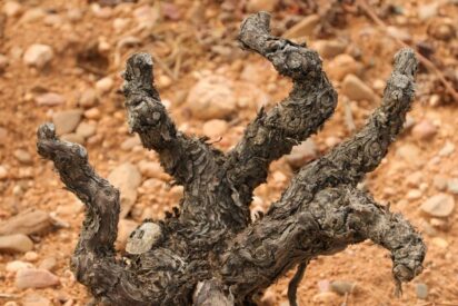 Contracorriente 2024, nuevo vino de Bodegas Campo Elíseo en Toro