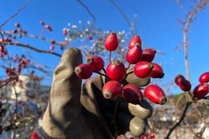 Un proyecto europeo investiga para elaborar y comercializar alimentos basados en 5 frutos silvestres