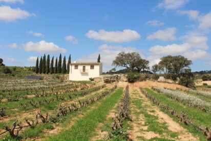 Lassot 2023, la expresión más pura de la garnacha peluda