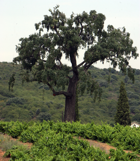 Cuatro Pasos Rosé 2024, de la bodega del Bierzo con cuatro huellas de oso