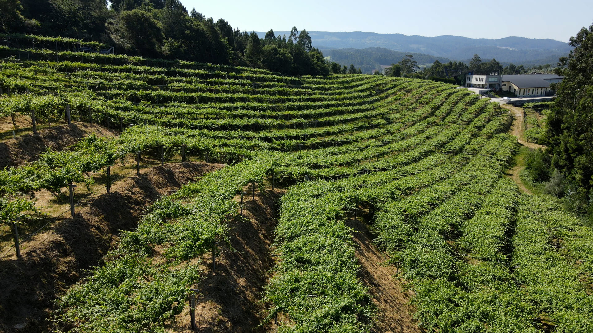 Finca Valiñas 2020, un albariño que refleja el paso del tiempo