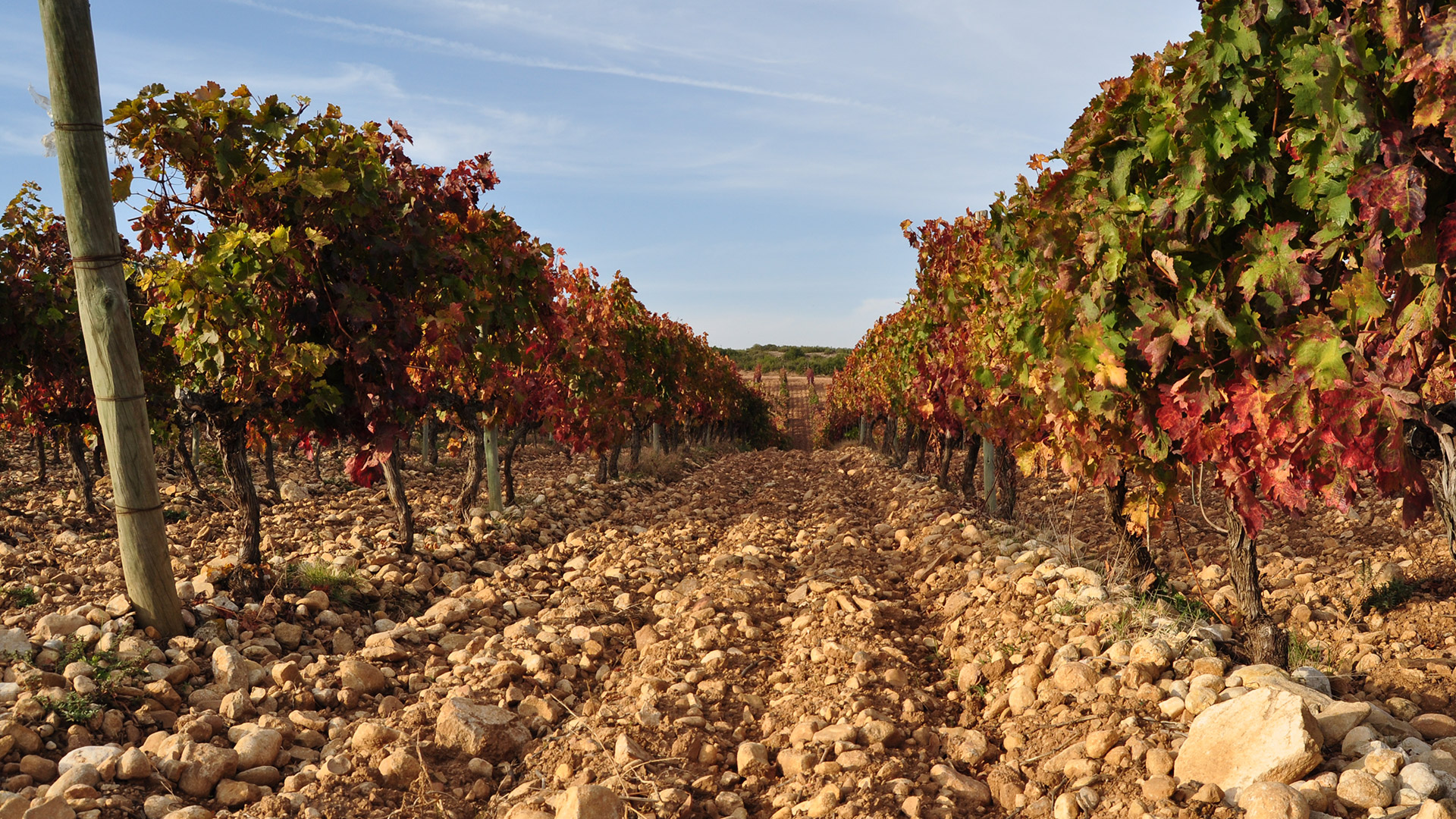 Chivite Finca Legardeta Chardonnay 2024, cambio de imagen en esta nueva añada