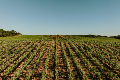 Dominio de Elbio 2023, el vi&ntilde;edo m&aacute;s grande de La Horra