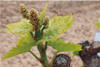 Pr&iacute;ncipe de Viana Oneca, el primer vino del mercado elaborado &iacute;ntegramente con esa variedad