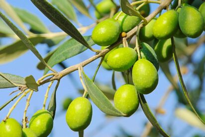 AOVE y recetas detox: el equilibrio perfecto para la &ldquo;operaci&oacute;n primavera&rdquo;