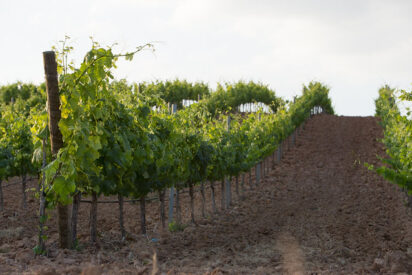 Vive el D&iacute;a de San Valent&iacute;n de la mano de Bodegas Carmelo Rodero