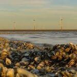 La sorprendente capacidad de las conchas de ostras y mejillones para atrapar tierras raras