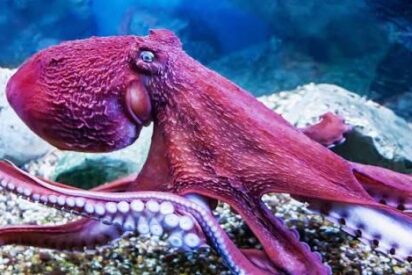 Relacionarnos con un pulpo es similar a encontrarnos con una inteligencia alien&iacute;gena