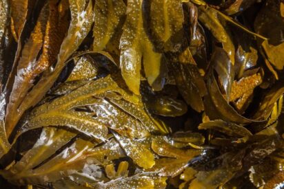 Irlanda, la isla de las algas: una revoluci&oacute;n gastron&oacute;mica, una experiencia primitiva