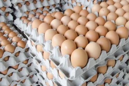 &iquest;C&oacute;mo podemos evitar la salmonelosis este verano?