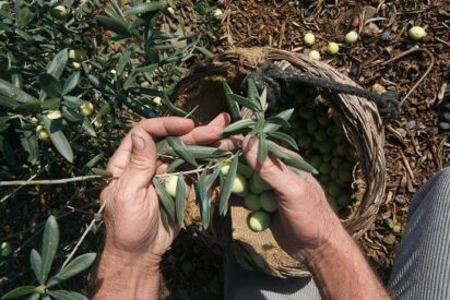 Comienza la campa&ntilde;a 2026/2027 de la DOP Aceituna Alore&ntilde;a de M&aacute;laga