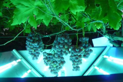 Luz ultravioleta, una alternativa a los fertilizantes para obtener frutos m&aacute;s nutritivos