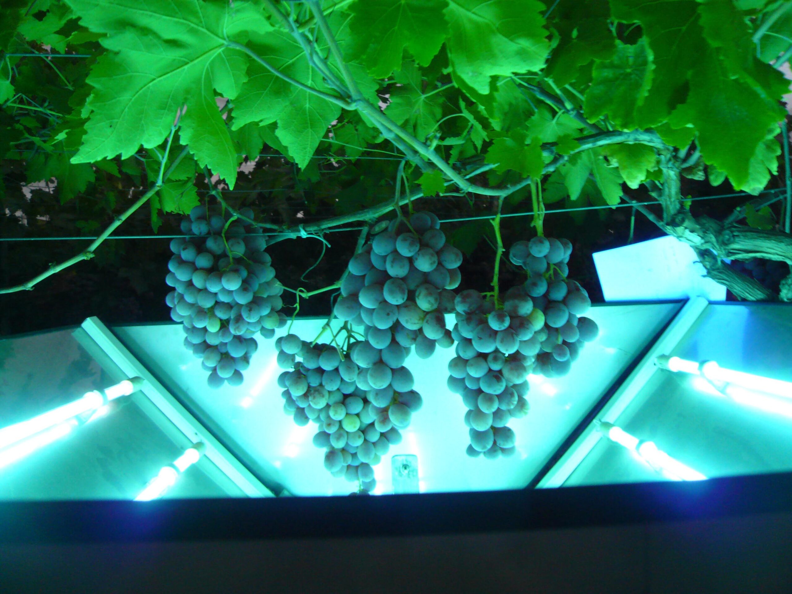 Luz ultravioleta, una alternativa a los fertilizantes para obtener frutos más nutritivos