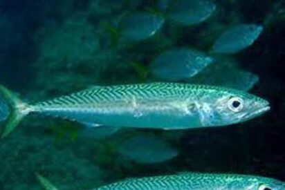 La cantidad de mercurio en la caballa canaria se ha reducido a la mitad en 50 a&ntilde;os