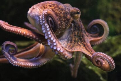 &iquest;Se est&aacute; mudando el pulpo gallego al Reino Unido?
