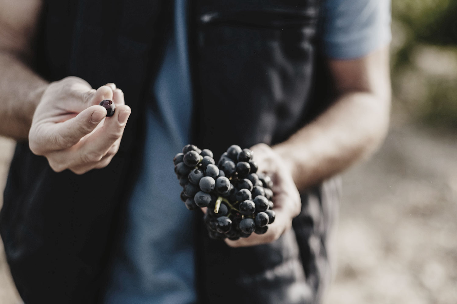 Bodegas Masaveu armoniza sus vinos mejor puntuados