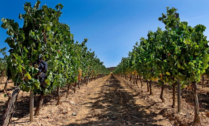 CLUNIA Tempranillo 2014 recibe 91 PUNTOS Wine Enthusiast