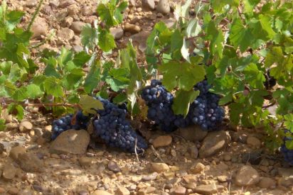 CUMAL 2016, esencia de la PRIETO PICUDO centenaria