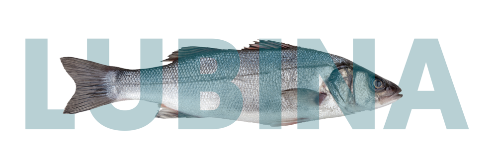 Aquanaria lubina XXl