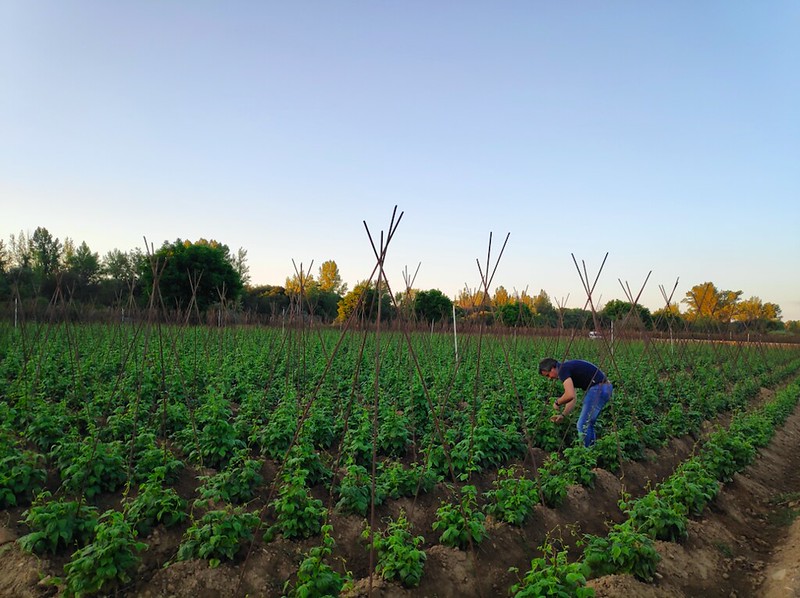 Alubia Roja de Ibeas cultivo