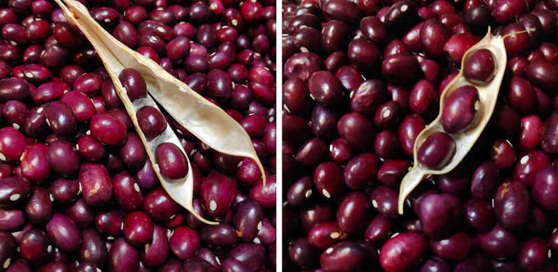 Alubia Roja de Ibeas