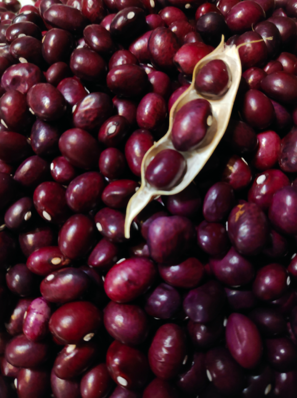 Alubia Roja de Ibeas