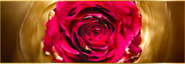 Lancome Absolue rosa