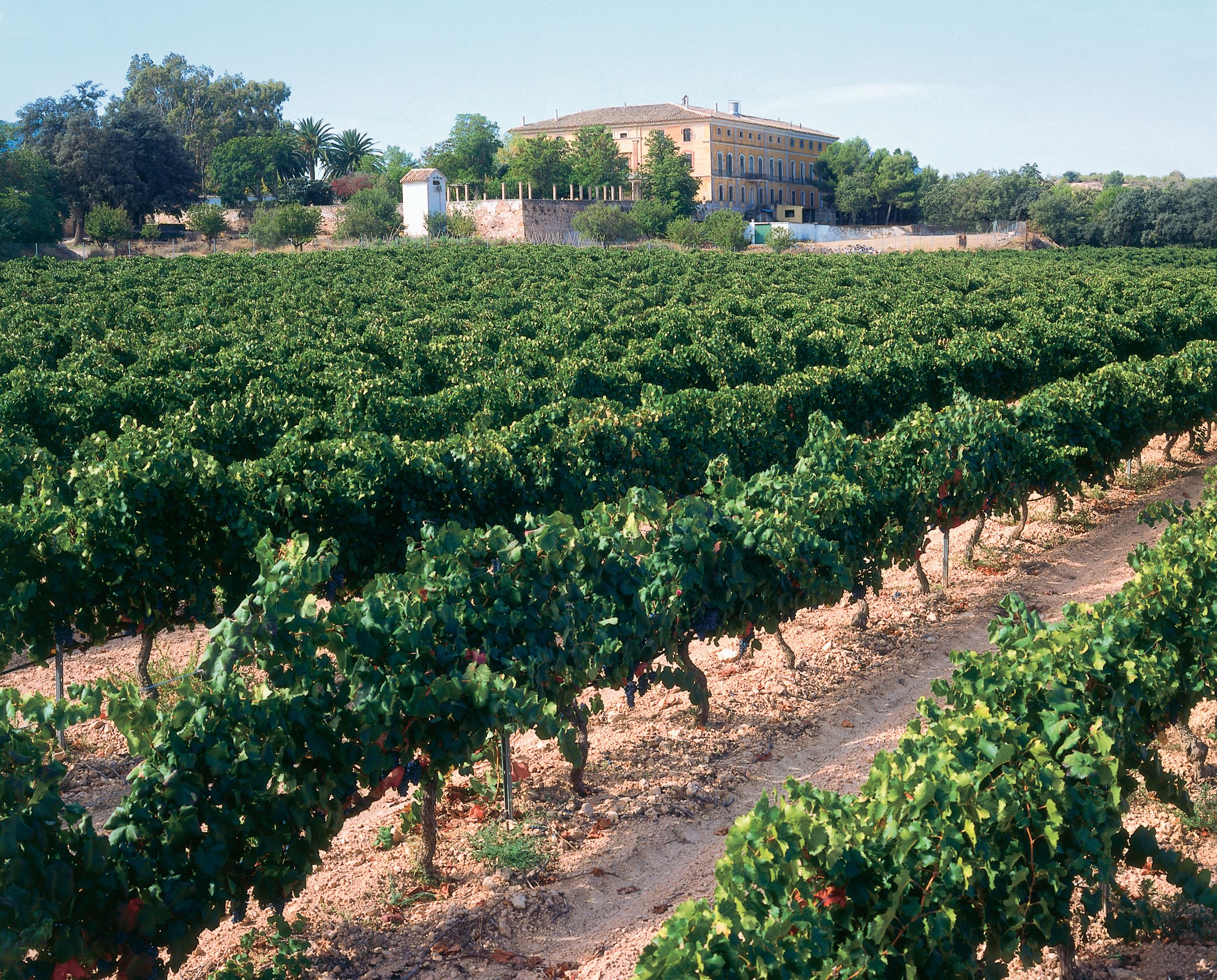 Carrascalejo vino