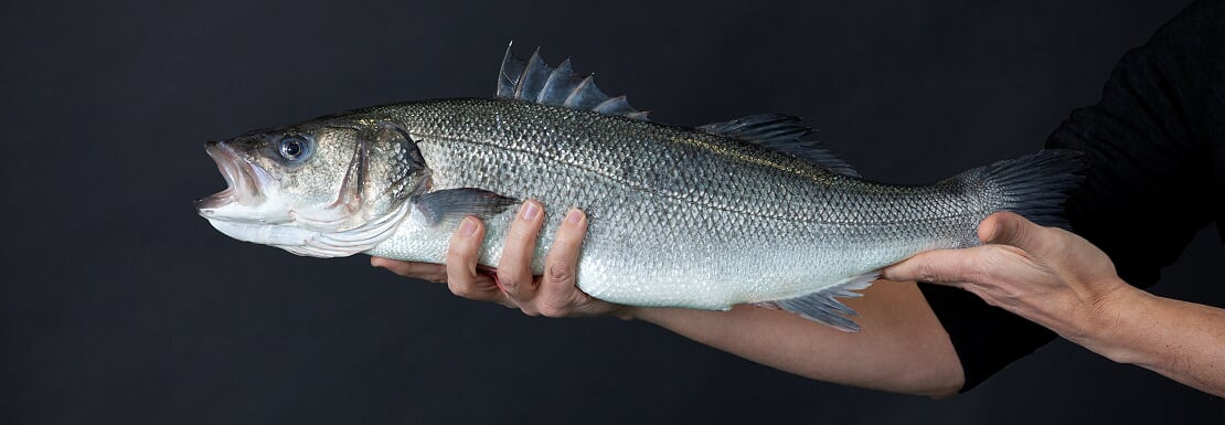 lubina Aquanaria 